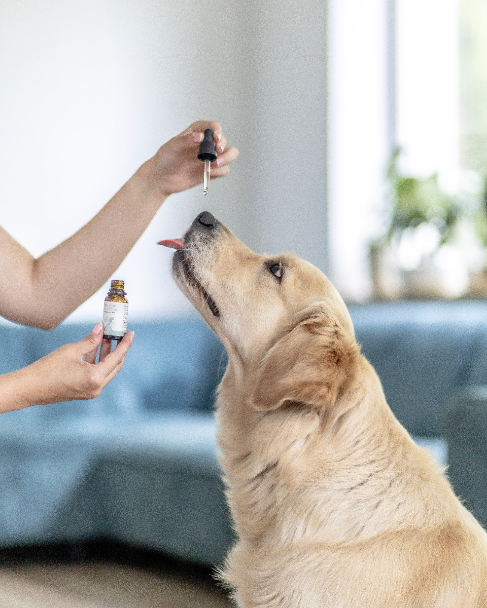 Huile de chanvre pour chiens issue d'un procédé de pressage spécial