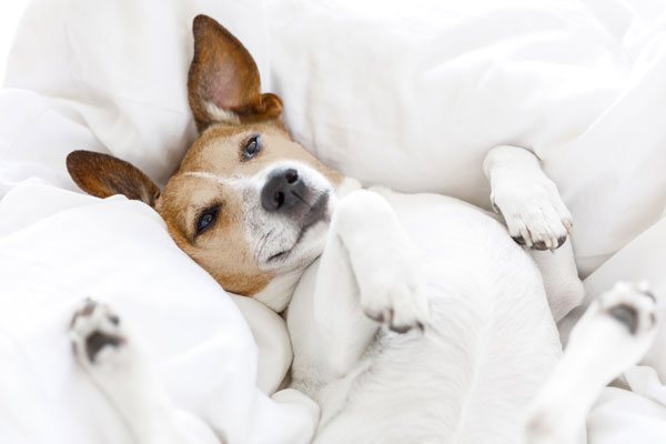 Biscuits CBD détente pour chiens contre le stress