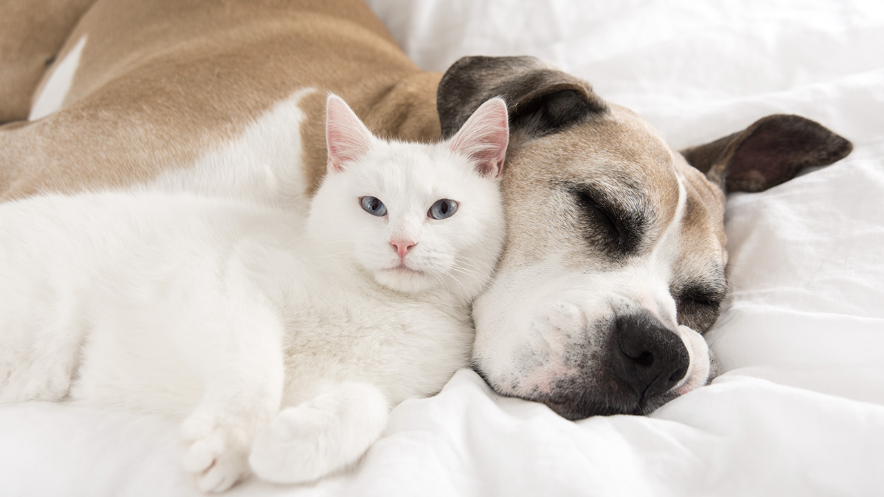 Pour chiens anxieux et stressés