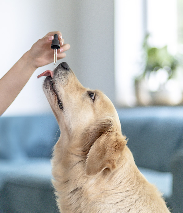 Pour le bien-être de votre chien