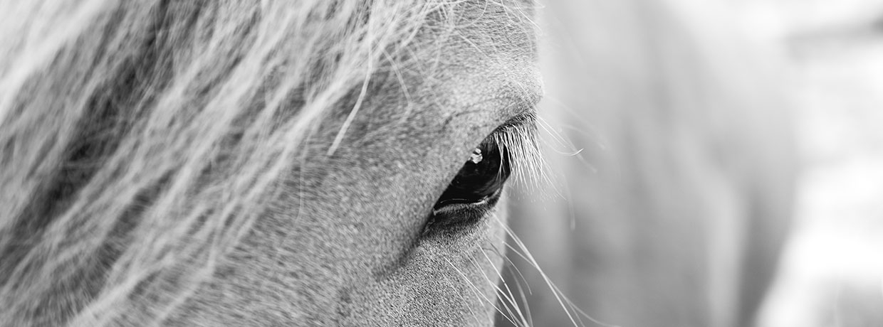 Nouvelles études : le CBD est-il bien toléré par les chevaux ?