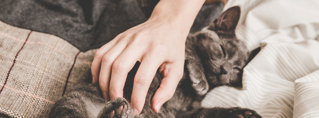 Du CBD pour les chats anxieux : une nouvelle étude dévoile des perspectives