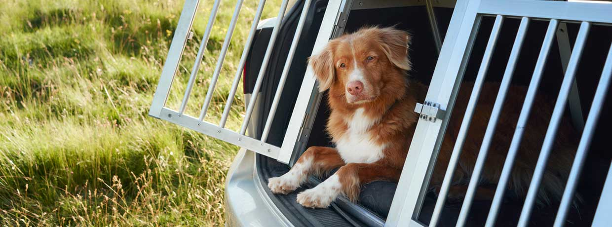 Une étude montre que le CBD aide les chiens stressés lors des trajets en voiture