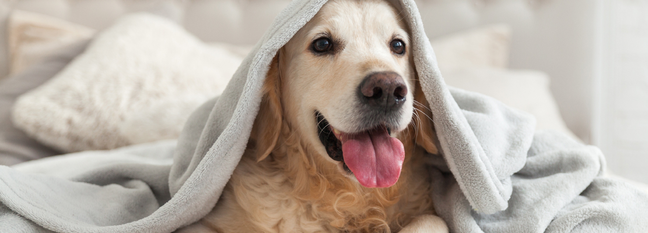 Le CBD pour réduire le stress chez les chiens