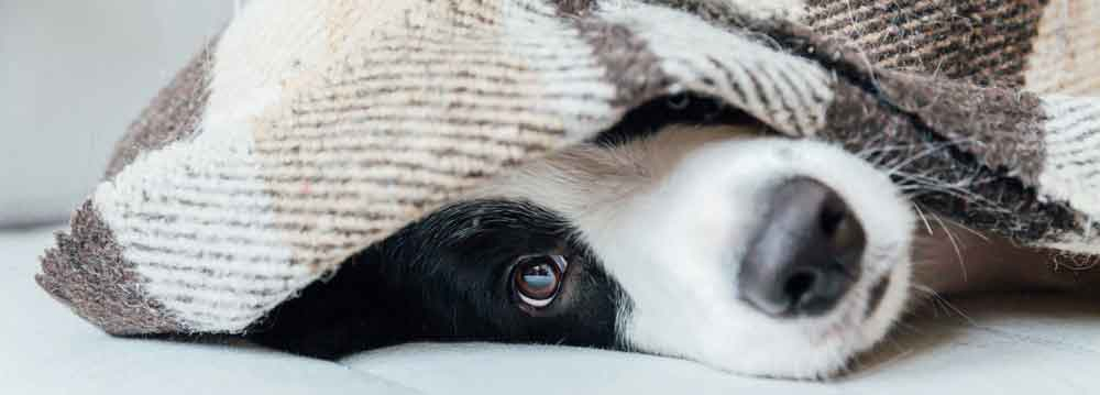 Un nouvel an sans stress pour vos animaux : 4 astuces d'une vétérinaire