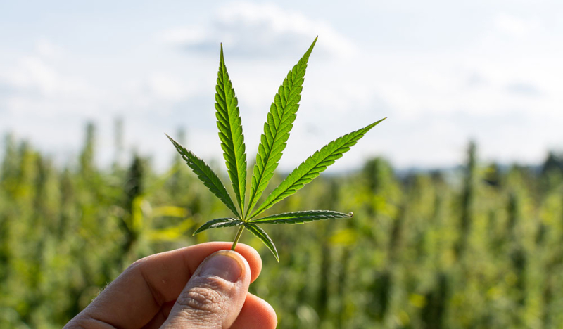 Le chanvre : cannabis sativa, indica & Cie - explications