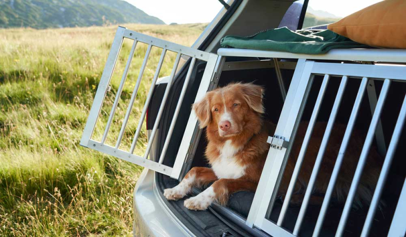 Une étude montre que le CBD aide les chiens stressés lors des trajets en voiture