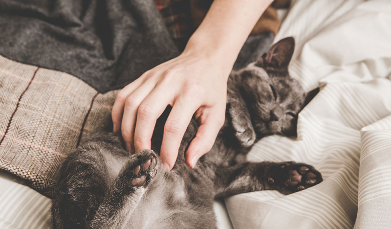 Du CBD pour les chats anxieux : une nouvelle étude dévoile des perspectives