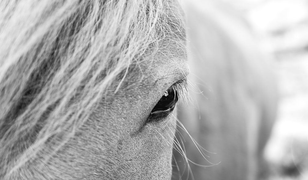 Nouvelles études : le CBD est-il bien toléré par les chevaux ?