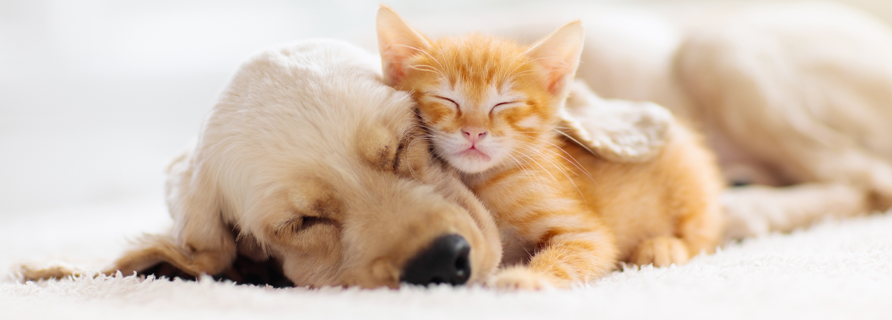Médecine vétérinaire : les bienfaits du CBD pour les chiens et chats