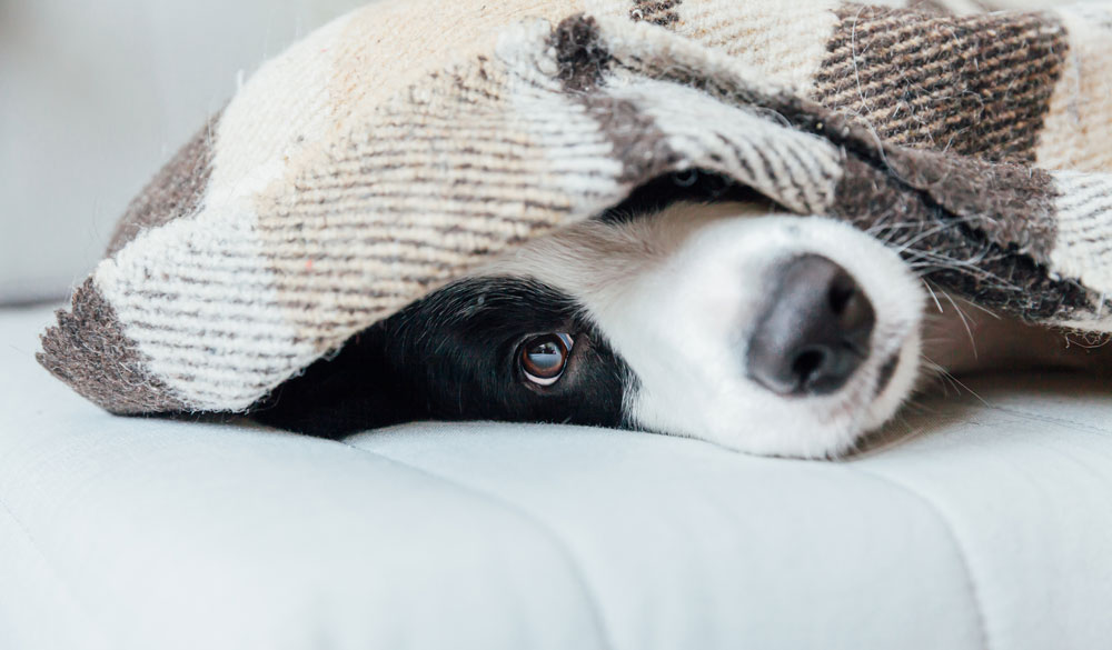 Un nouvel an sans stress pour vos animaux : 4 astuces d'une vétérinaire