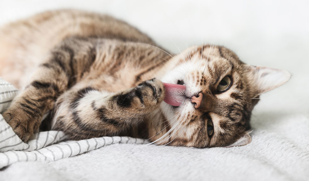 Attention particulière avec les terpènes chez les chats