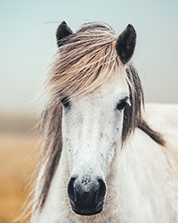 CBD pour animaux