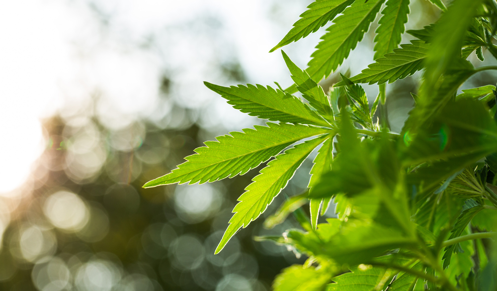 Cannabis, Chanvre et Marijuana : où est la différence ?