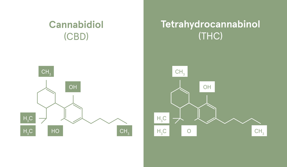 Différence de la structure chimique du CBD et du THC