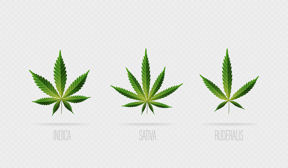 Cannabis Sativa, Indica et Ruderalis: les différences visuelles