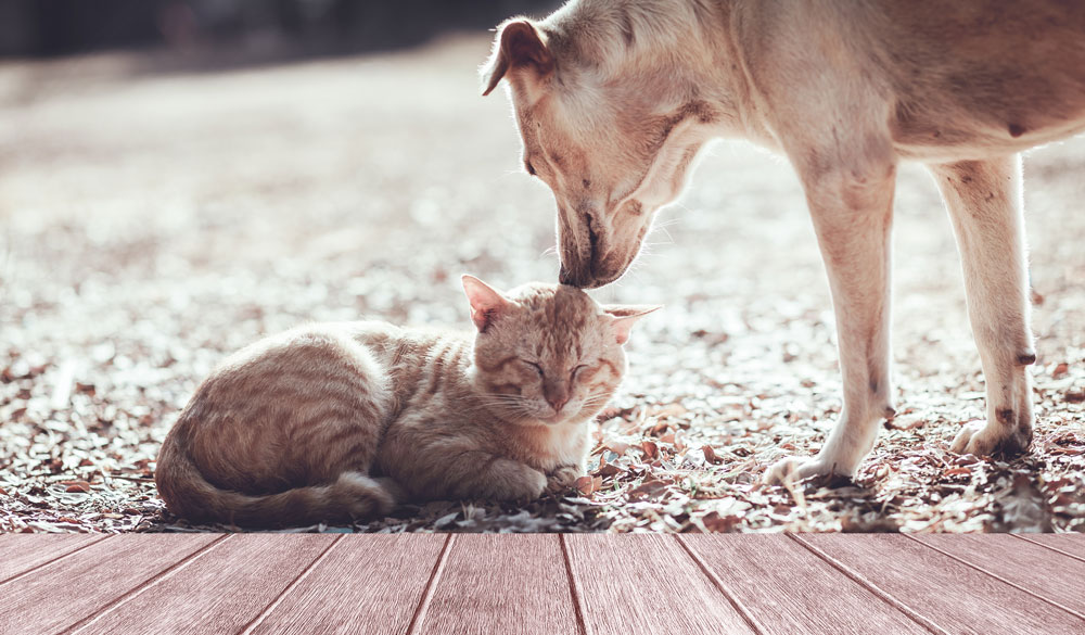 Huile de chanvre pour chiens et chats