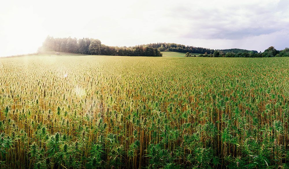 La plante de chanvre et ses composants