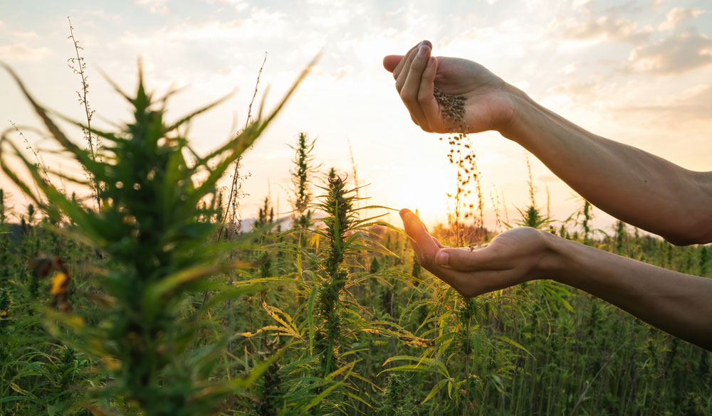 Les fleurs de CBD sont elles légales ?