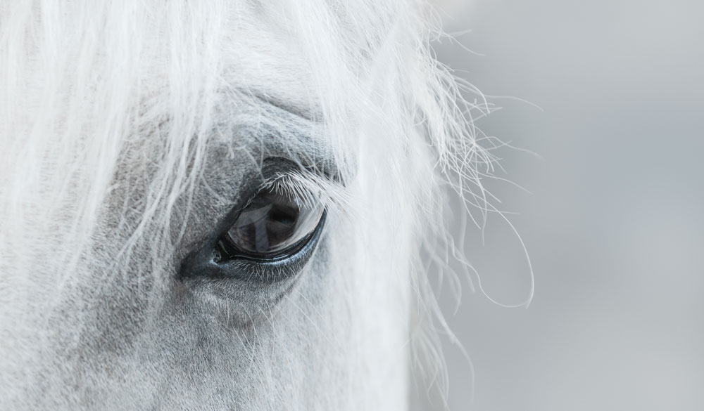 Les raisons d’utiliser le CBD pour cheval